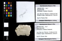 Foto (Objekt + Etiketten) von Paguroidea indet. 